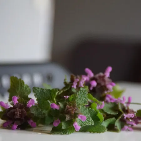 Babie Lato Lejlighed