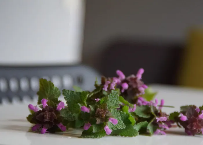 Babie Lato Apartamento